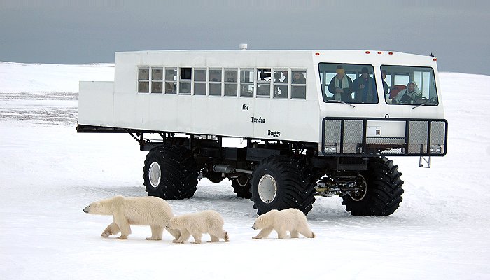 Tundra Buggy: dancing with polar bears