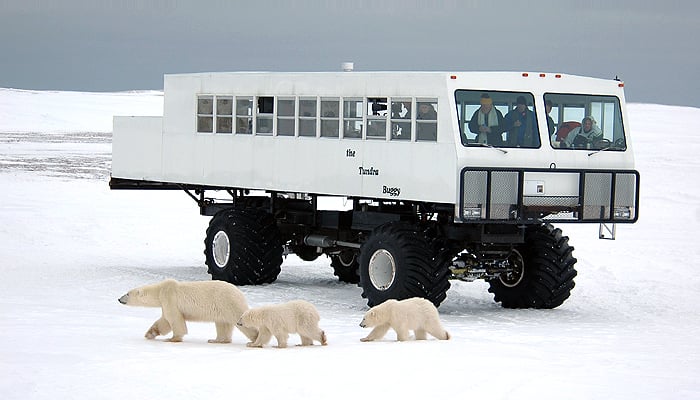 Tundra Buggy: Der mit den Eisbären tanzt