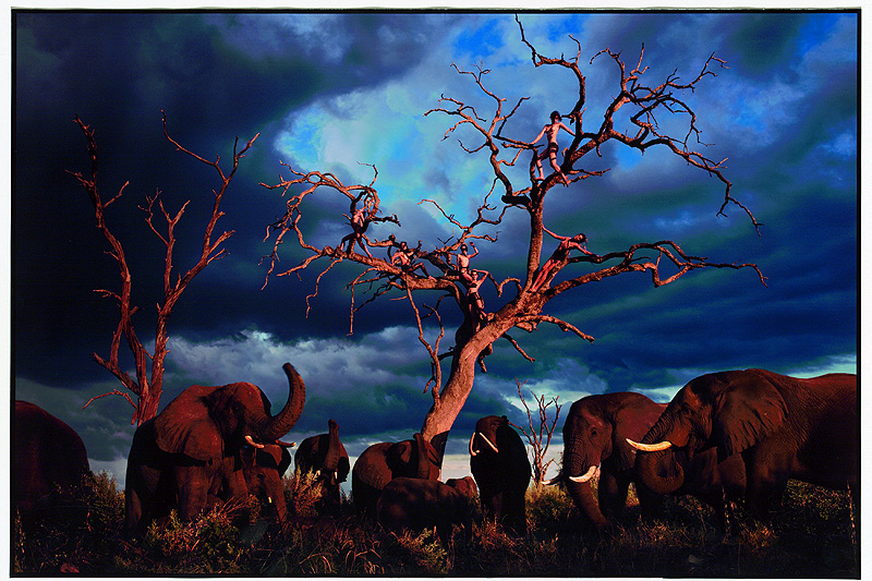 Pirelli Kalender „The Cal 2009“: Peter Beard und sieben Schönheiten