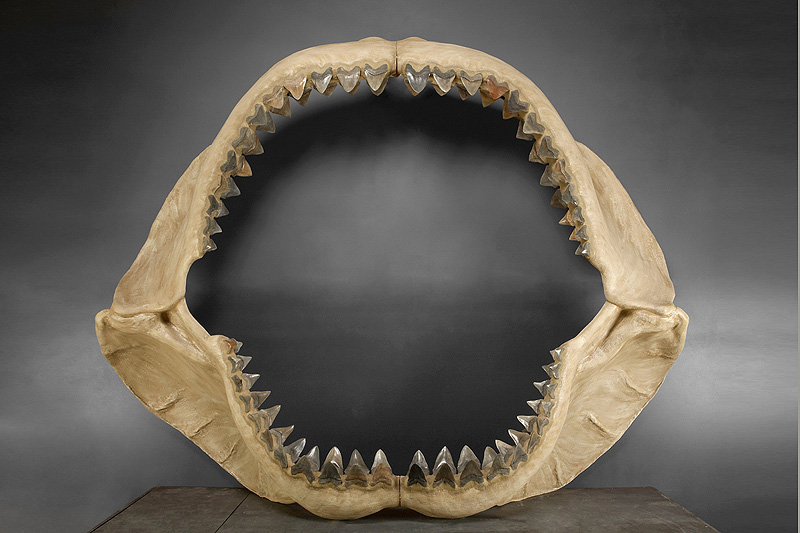 Bonhams versteigert T-Rex „Samson“ in Las Vegas