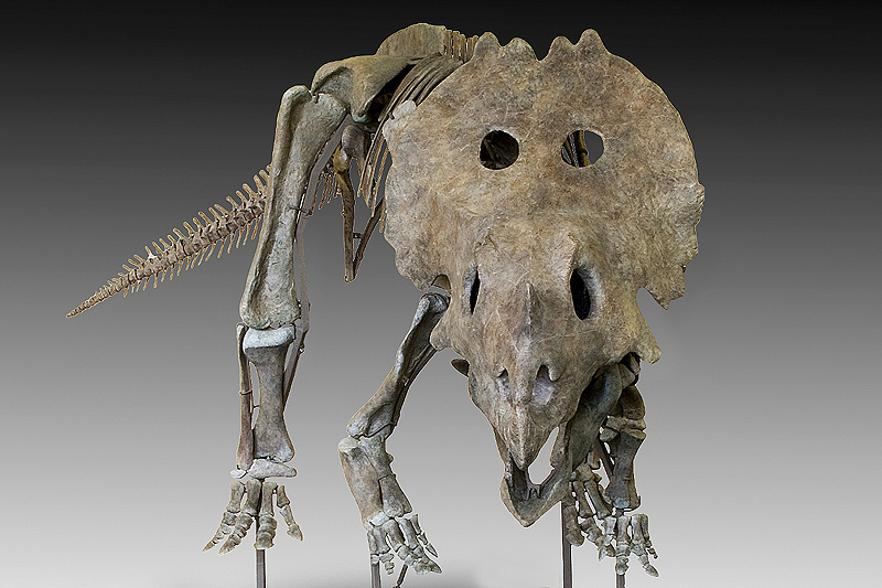Bonhams versteigert T-Rex „Samson“ in Las Vegas