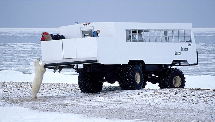 Tundra Buggy: Der mit den Eisbären tanzt