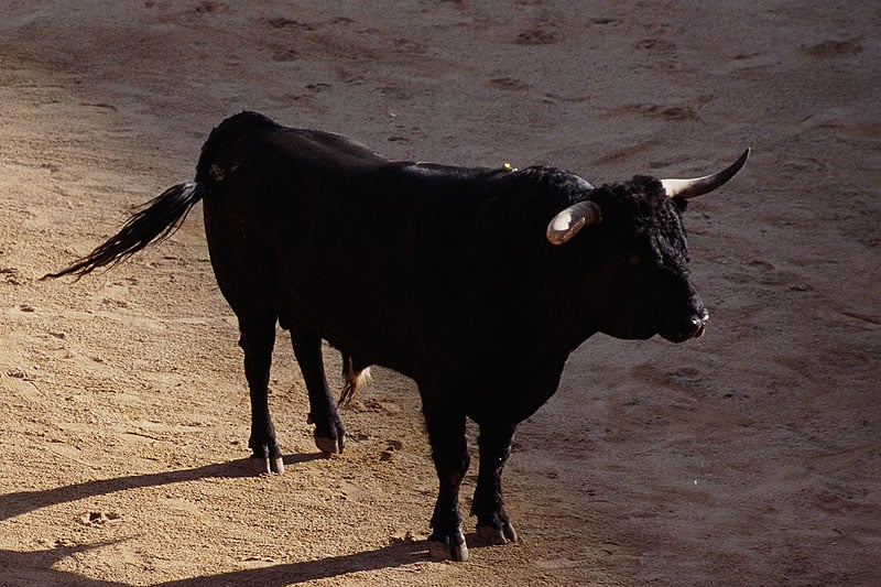 Bull-Headed: The art of naming Lamborghinis