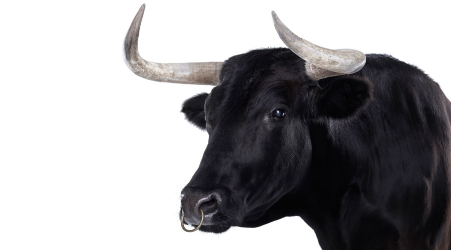 Bull Headed The Art Of Naming Lamborghinis Classic